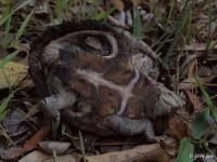 Razorback Musk Turtle