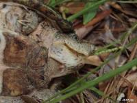 Razorback Musk Turtle