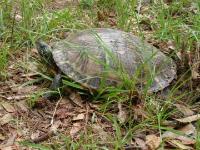 Cooter Turtle on Nest