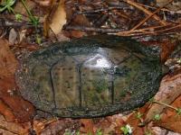 Razorback Musk Turtle