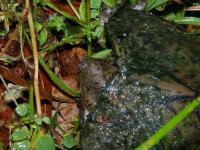 Razorback Musk Turtle