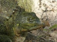 Large Spiny Softshell Turtle