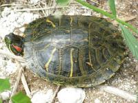 Red Eared Slider Turtle