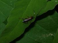 Ichneumon Wasp