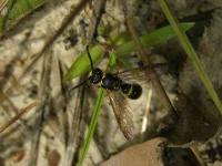 Square Headed Wasp