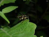 Potter Wasp