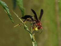 Paper Wasp