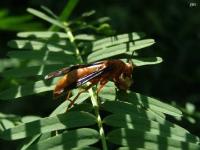 Red Wasp