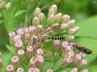 Five-banded Tiphiid Wasp