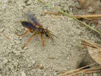 Great Golden Digger Wasp