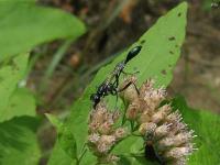 Thread Waisted Wasp