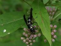 Mason Wasp