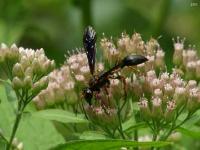 Grass Carrying Wasp