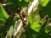 Paper Wasp