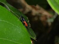 Braconid Wasp