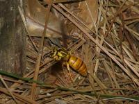 Southern Yellow Jacket Queen in flight