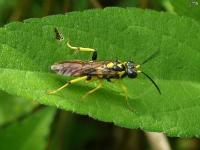 Common Sawfly