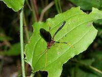 Ichneumon Wasp