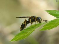 Beewolf Wasp