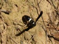 Mason Wasp