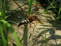 Easter Cicada Killer in Flight