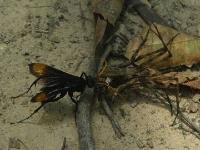 Spider Wasp