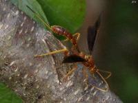 Ichneumon Wasp