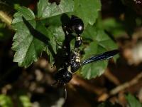 Potter Wasp