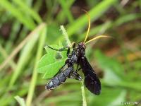 Ichneumon Wasp