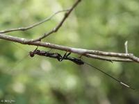 Crown-of-thorns Wasp