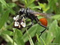 Thread-waisted Wasp