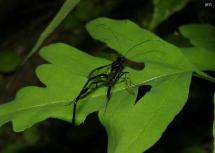 Pelecinid Wasp(Pelecinus polyturator)