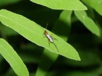 Braconid Wasp