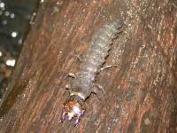 Dobsonfly Hellgrammite