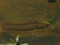 Caddisfly Net