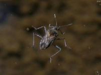 Smaller Water Strider