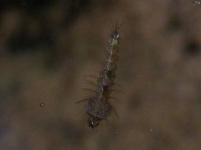 Mosquito Larvae