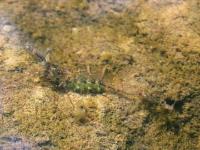 Freshwater Shrimp