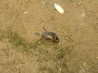 Predaceous Diving Beetle