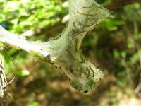 Fall Webworm Moth Caterpillar