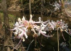 Wild Azalea Flower, WIAZFL1