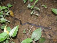 Yellow-bellied Water Snake