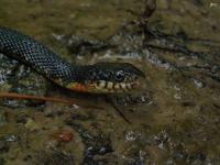 Yellow-bellied Water Snake