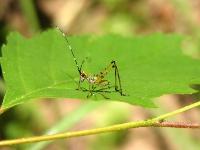 Bush Katydid Nymph